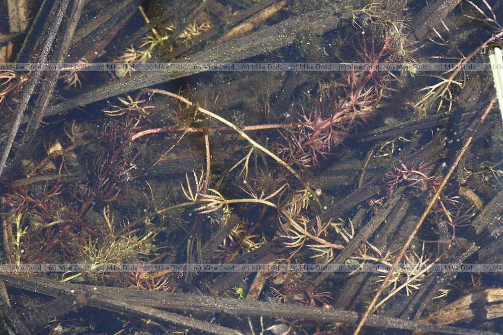 Utricularia stygia Nordic Bladderwort