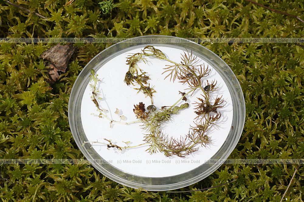 Utricularia stygia Nordic Bladderwort