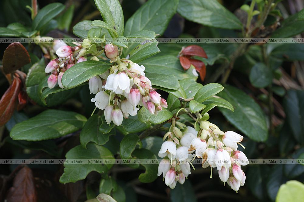 Vaccinium vitis-idaea Cowberry