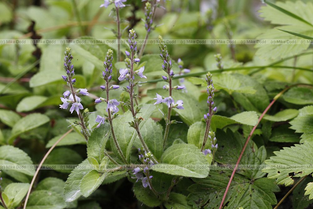 Veronica officinalis Heath Speedwell