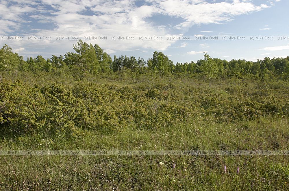 Alvar grassland Piivarootsi
