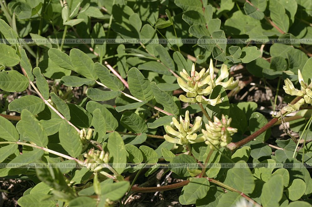 Astragalus glycyphyllos Wild Liquorice