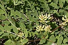 Astragalus glycyphyllos Wild Liquorice