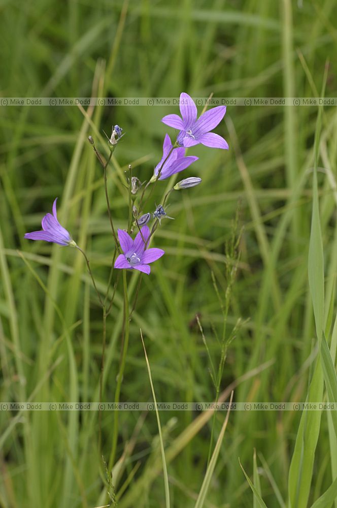 Campanula patula Spreading Bellflower