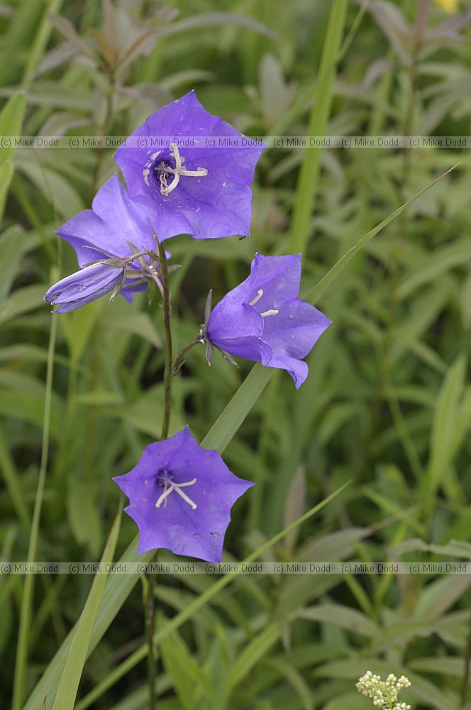 Campanula persicifolia Peach-leaved Bellflower