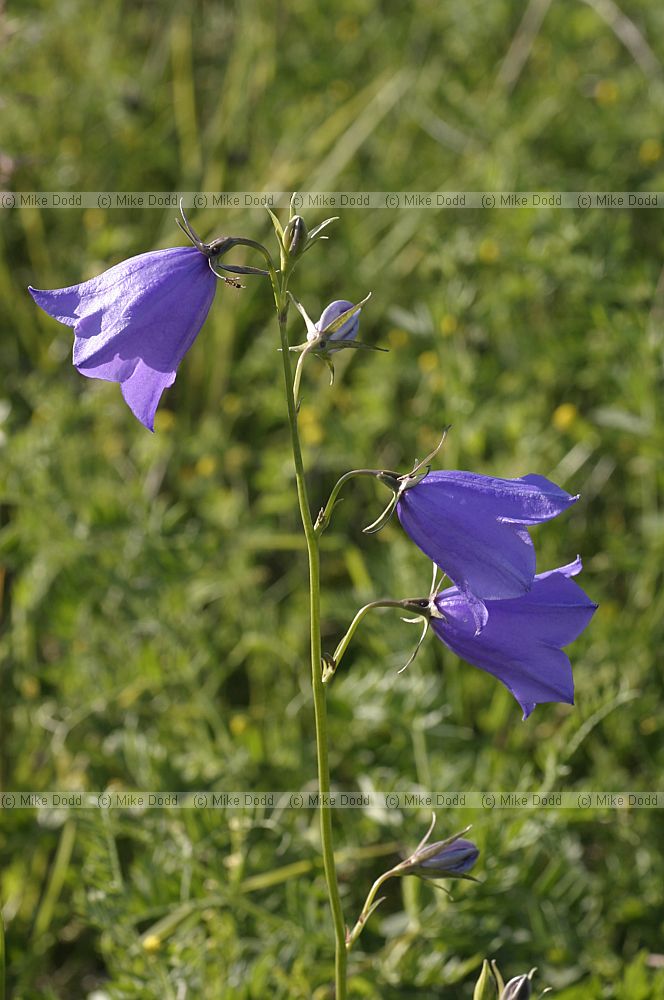 Campanula persicifolia Peach-leaved Bellflower