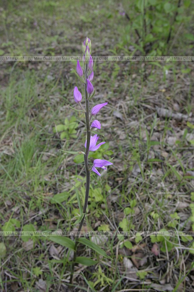 Cephalanthera rubra Red Helleborine