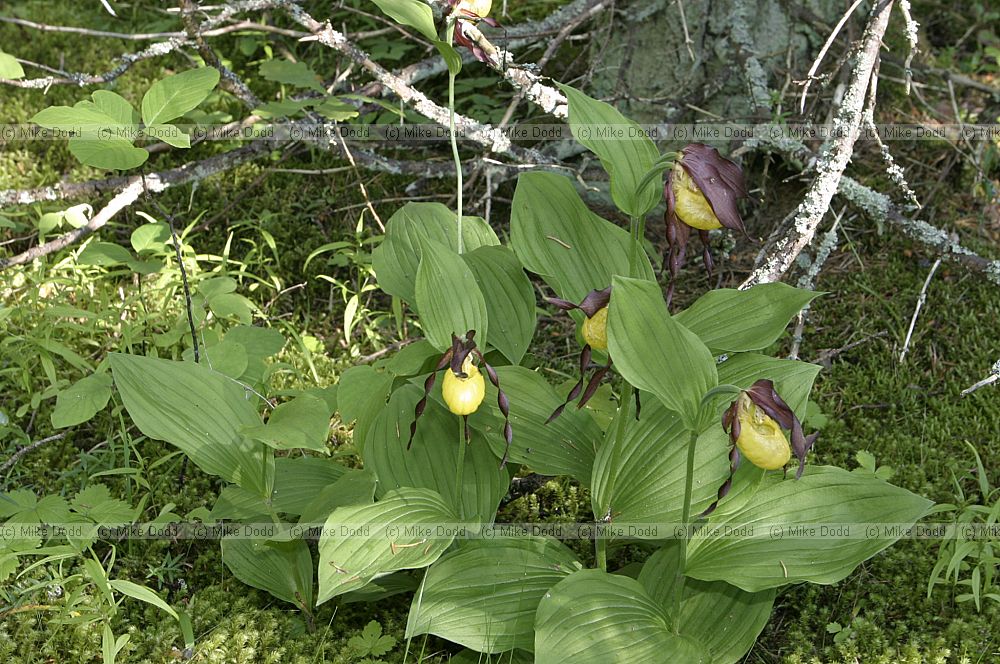 Cypripedium calceolus Lady's Slipper Orchid