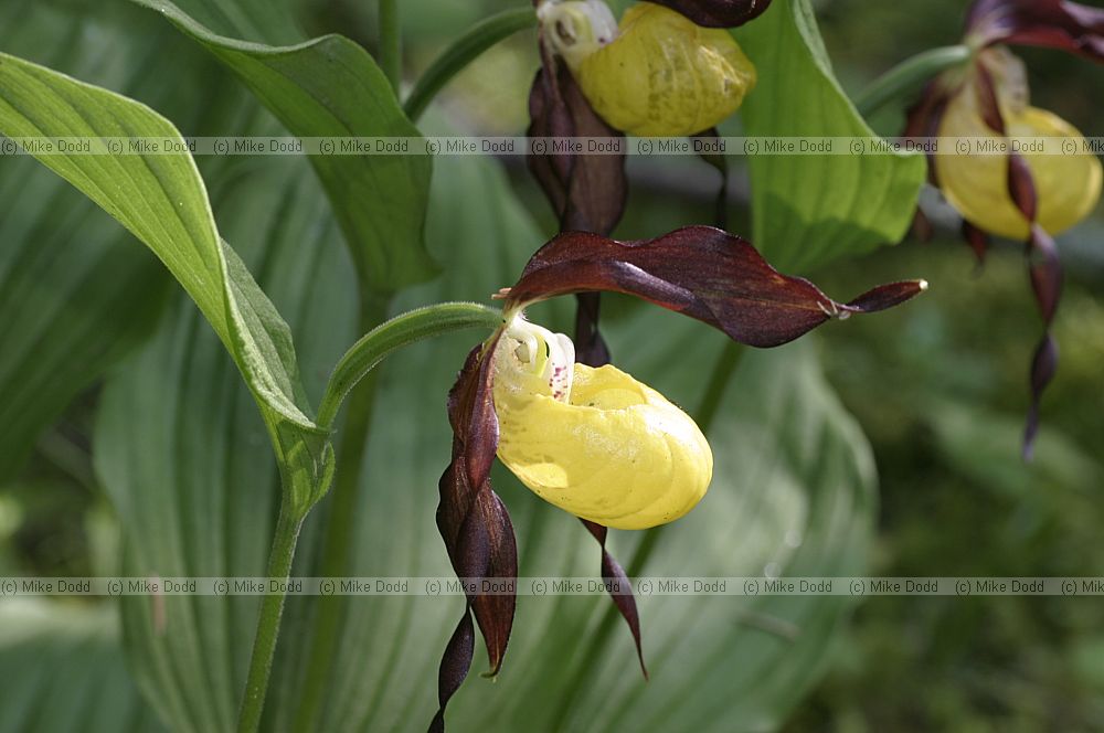 Cypripedium calceolus Lady's Slipper Orchid