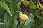 Cypripedium calceolus Lady's Slipper Orchid