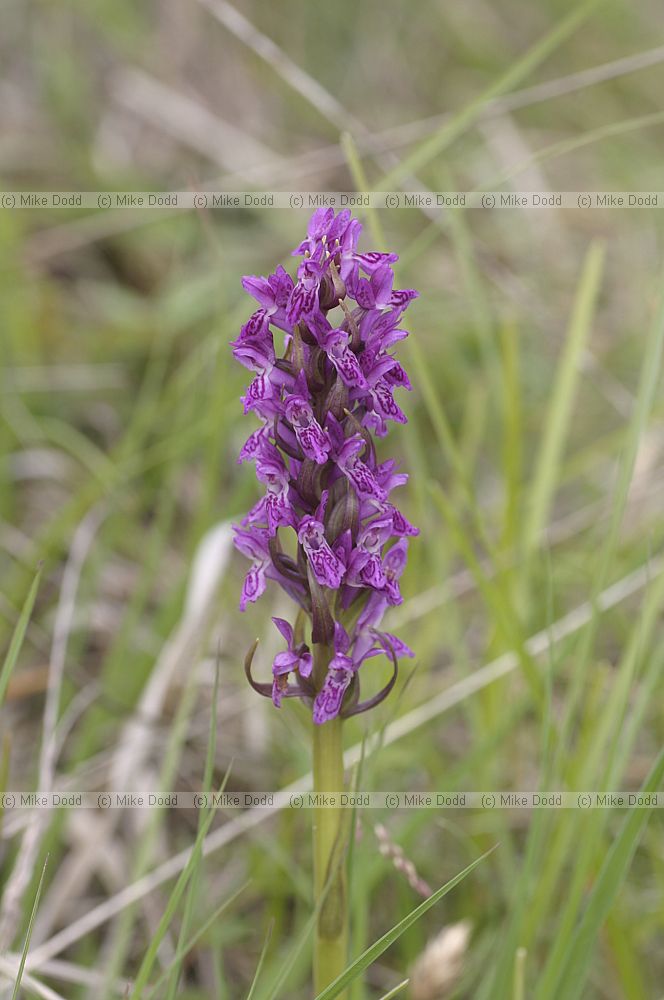 Dactylorhiza cruenta (check)