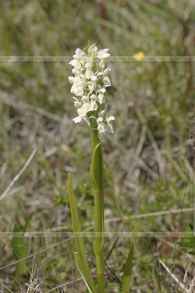 Dactylorhiza incarnata Early Marsh Orchid