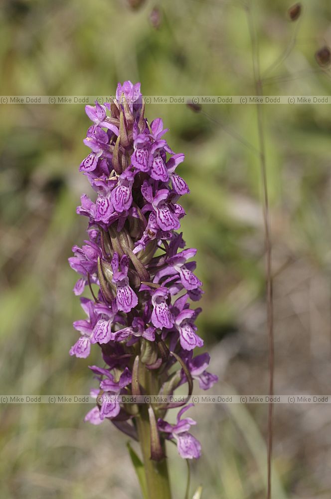 Dactylorhiza incarnata Early Marsh Orchid