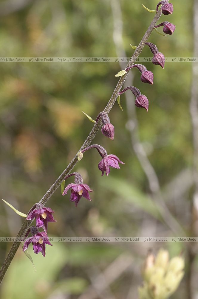 Epipactis atrorubens Dark Red Helleborine