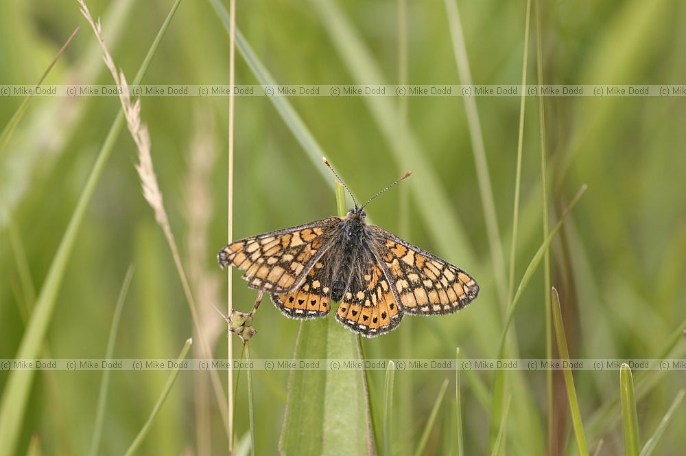 Euphydryas aurinia Marsh Fritillary