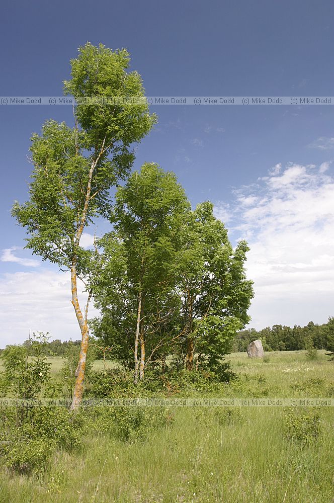Fraxinus hedge and boulder Soera museum