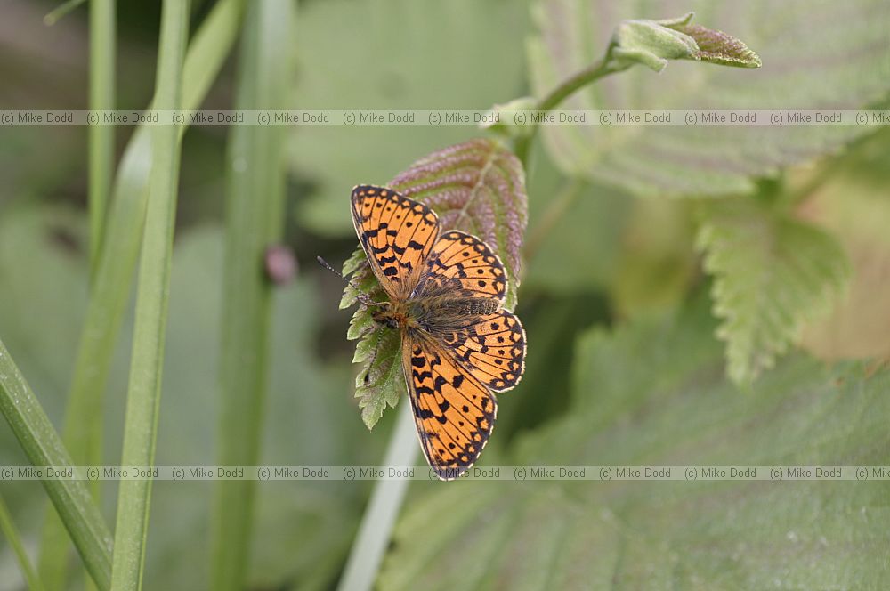 Fritillary butterfly