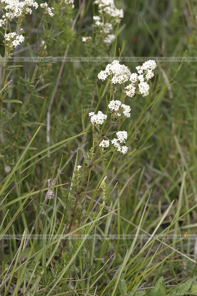 Galium boreale Northern Bedstraw