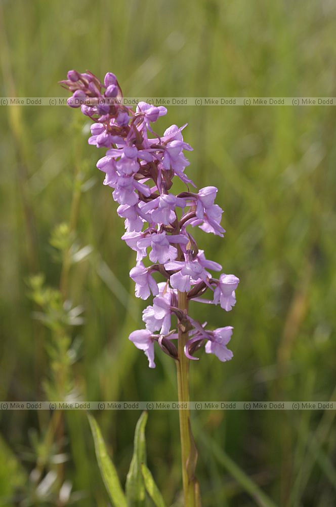Gymnadenia conopsea Fragrant orchid