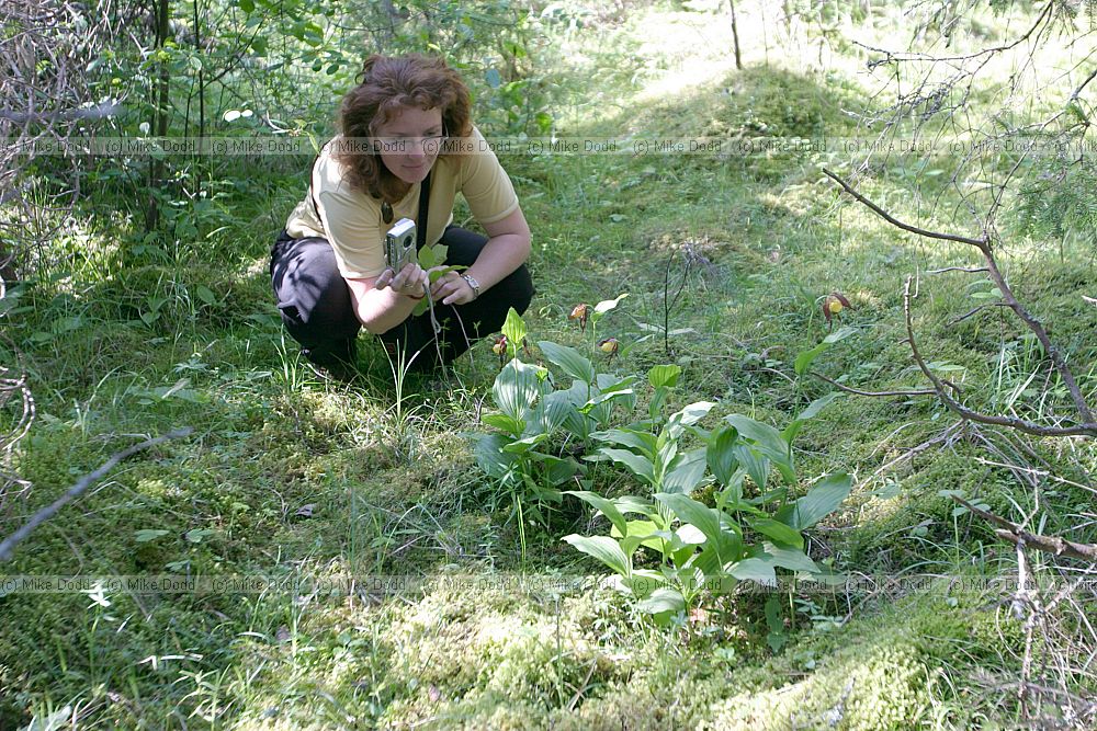 KaterinaW photographing Cypripedium