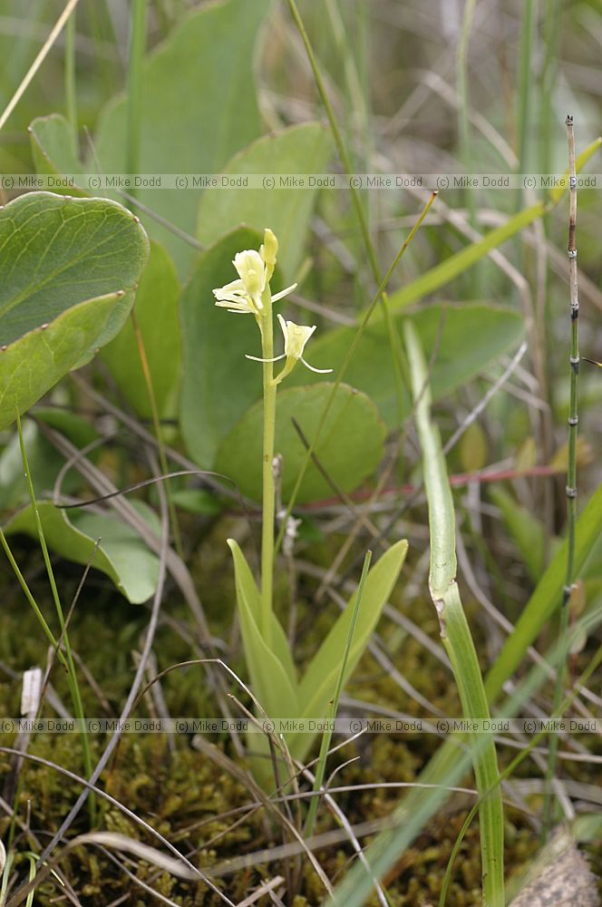 Liparis loeselii Fen orchid