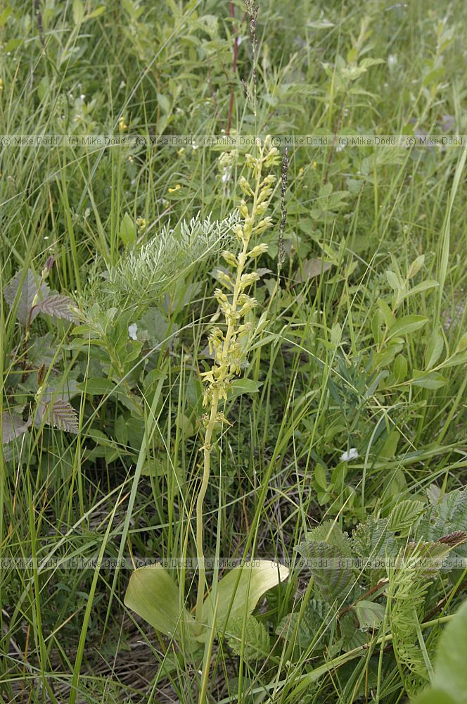 Listera ovata Twayblade