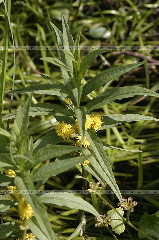 Lysimachia thyrsiflora Tufted Loosestrife