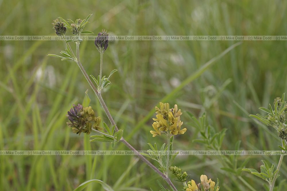 Medicago sativa Lucern, note colour variation
