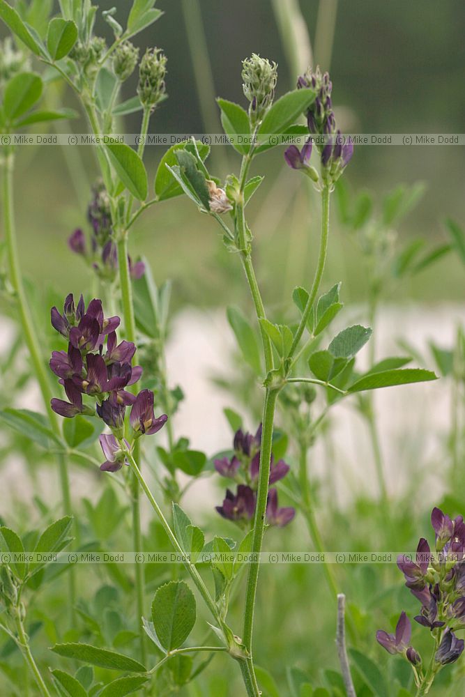 Medicago sativa Lucern, note colour variation