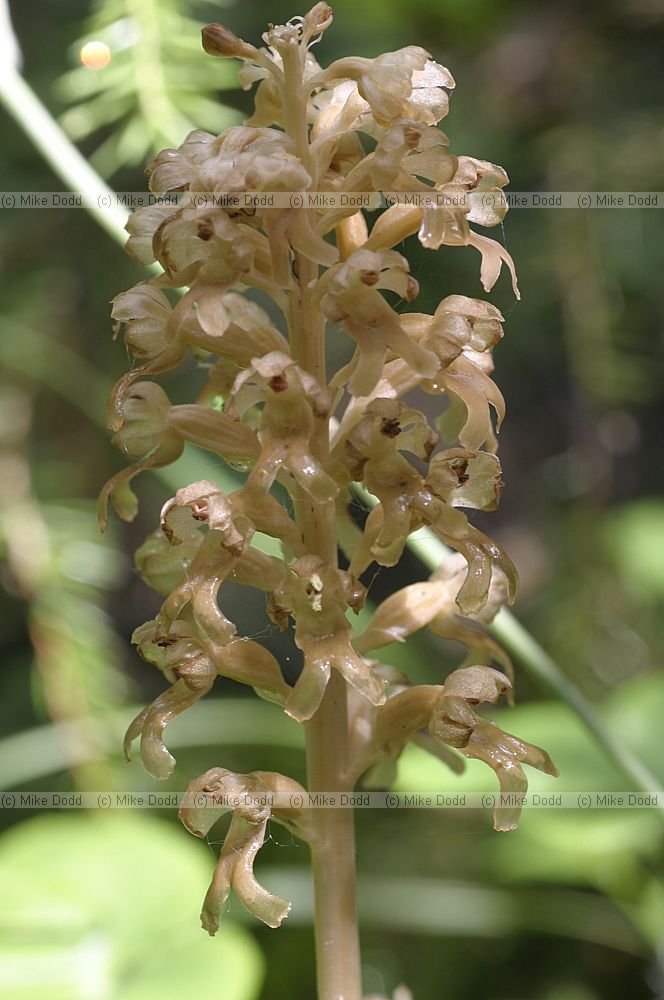 Neottia nidus-avis Bird's nest orchid