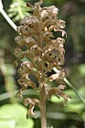 Neottia nidus-avis Bird's nest orchid