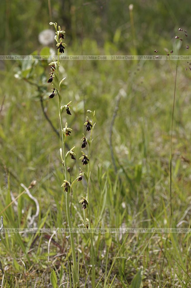 Ophrys insectifera Fly orchid