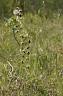 Ophrys insectifera Fly orchid