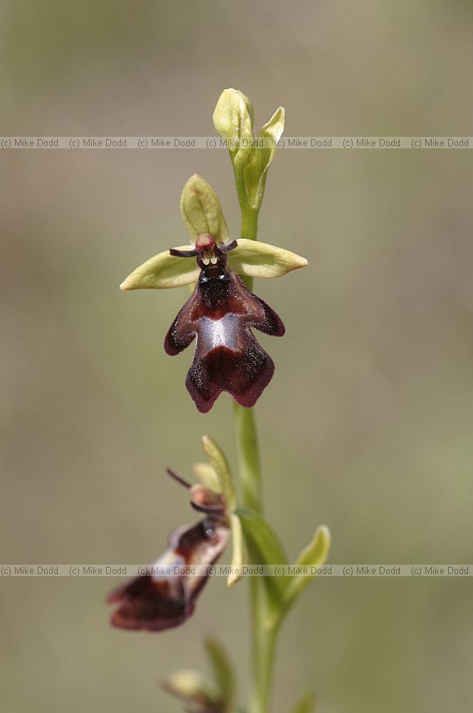 Ophrys insectifera Fly orchid