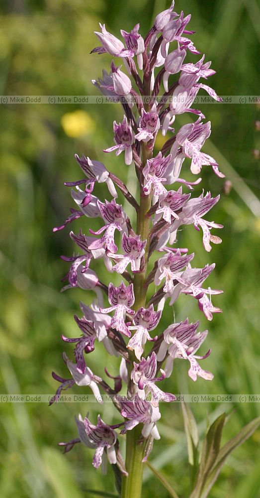Orchis militaris Military orchid