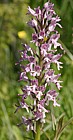 Orchis militaris Military orchid