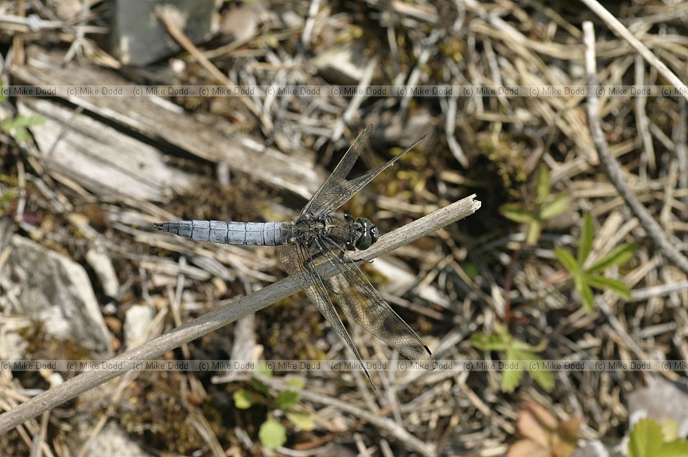 Orthetrum cancellatum (male)
