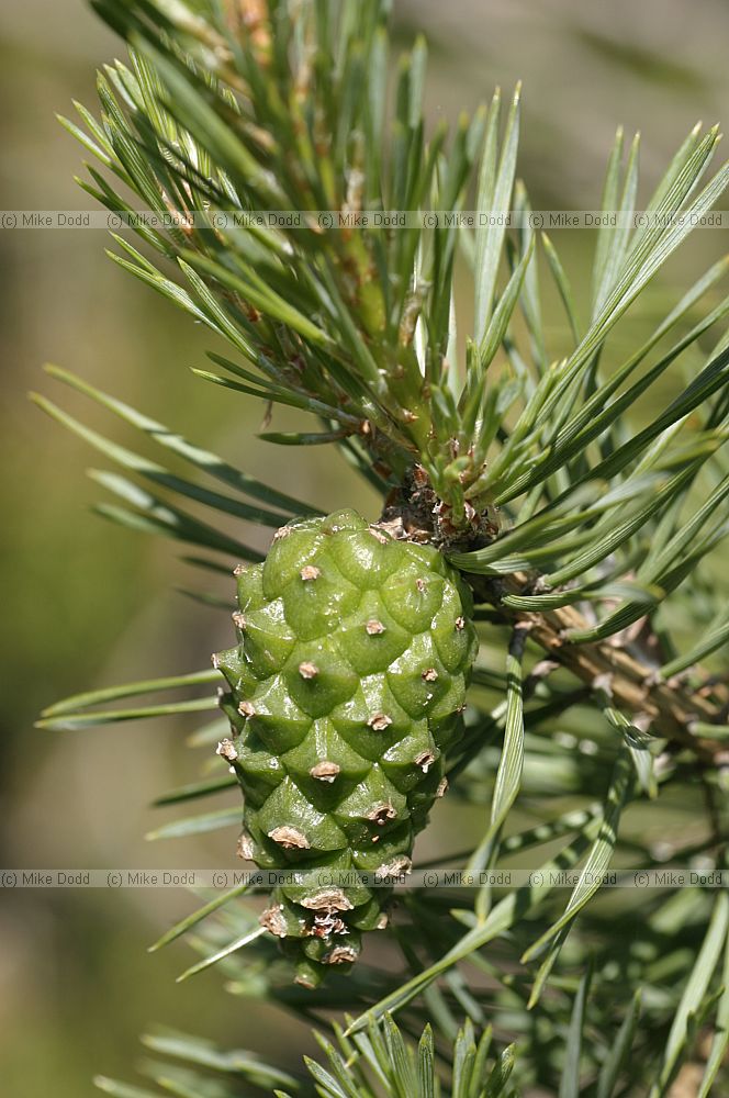 Pinus sylvestris Scots pine cone