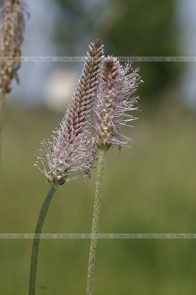 Plantago media Hoary Plantain