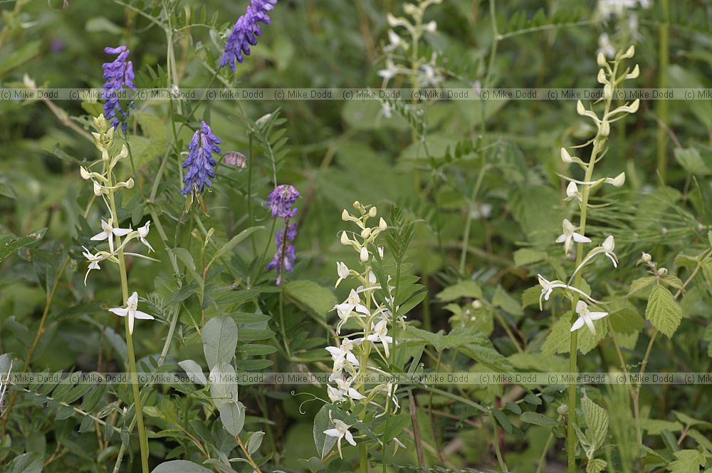 Platanthera Butterfly orchid (check which one)