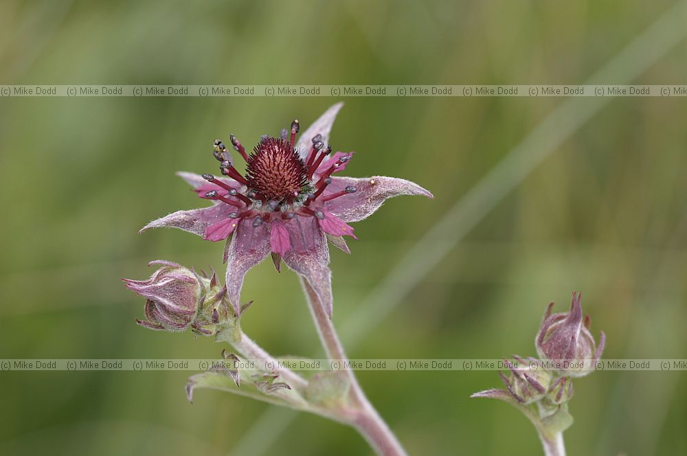 Potentilla palustris Marsh Cinquefoil