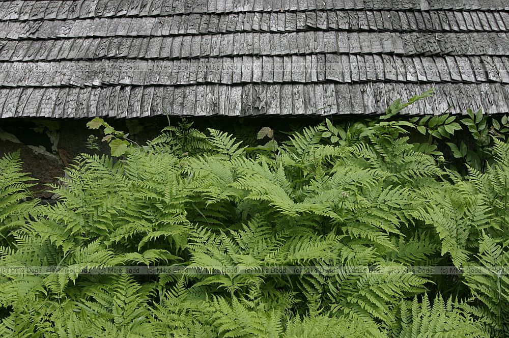 Wooden roof shingles, traditional house Soera museum