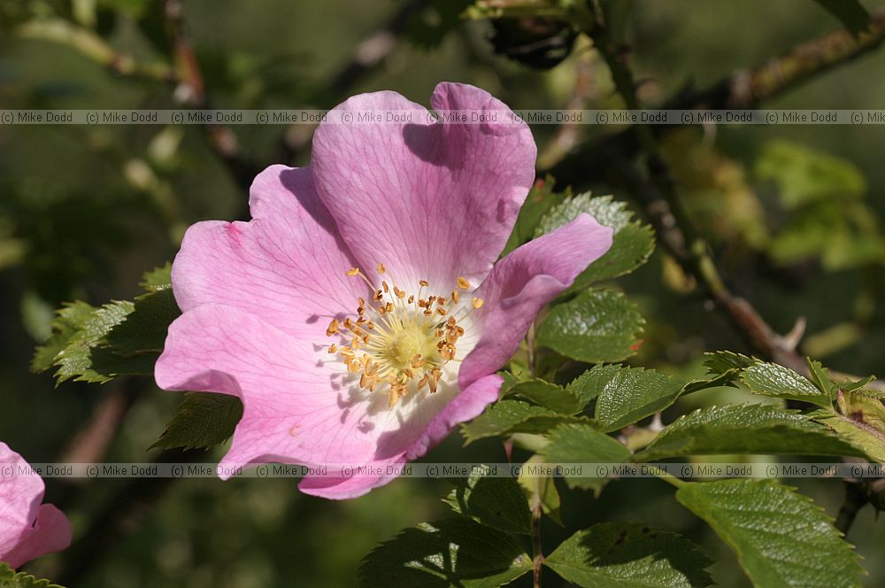 Rosa species (check which ones)