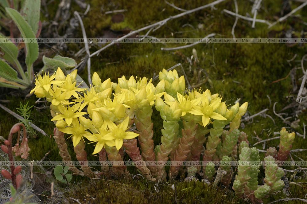 Sedum (check which species)
