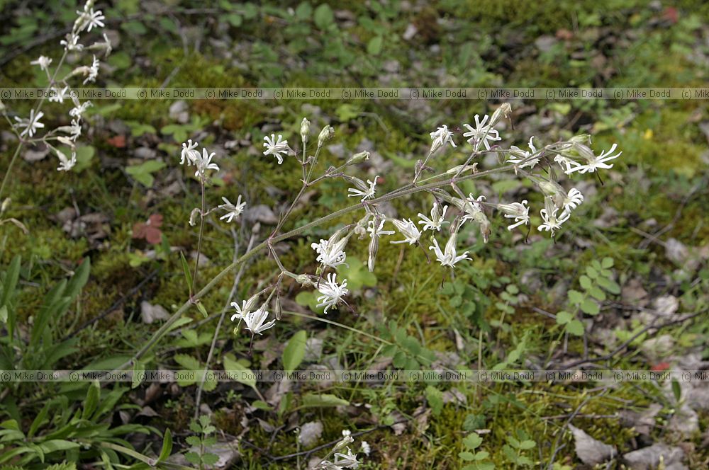 Silene nutans Nottingham catchfly