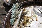 Snape fish green bones, Soera museum