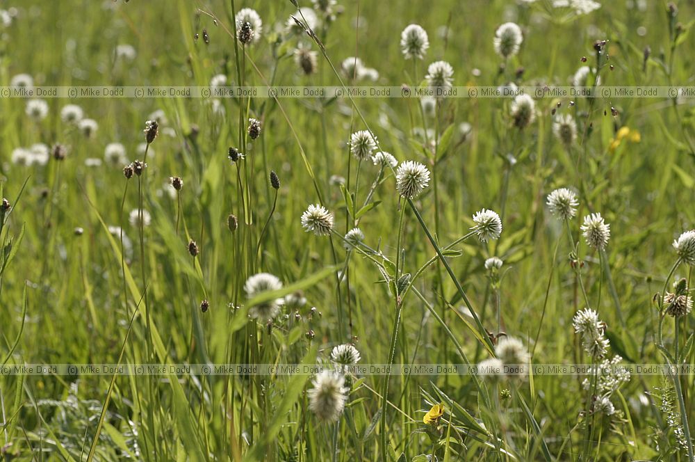 Trifolium montanum Mountain Clover