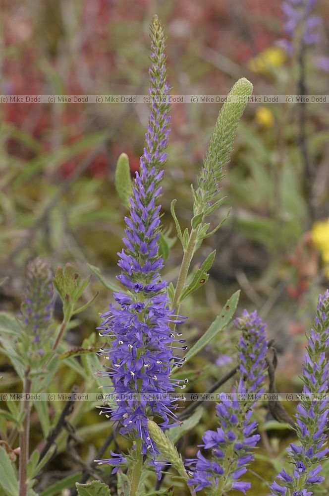 Veronica spicata Spiked Speedwell