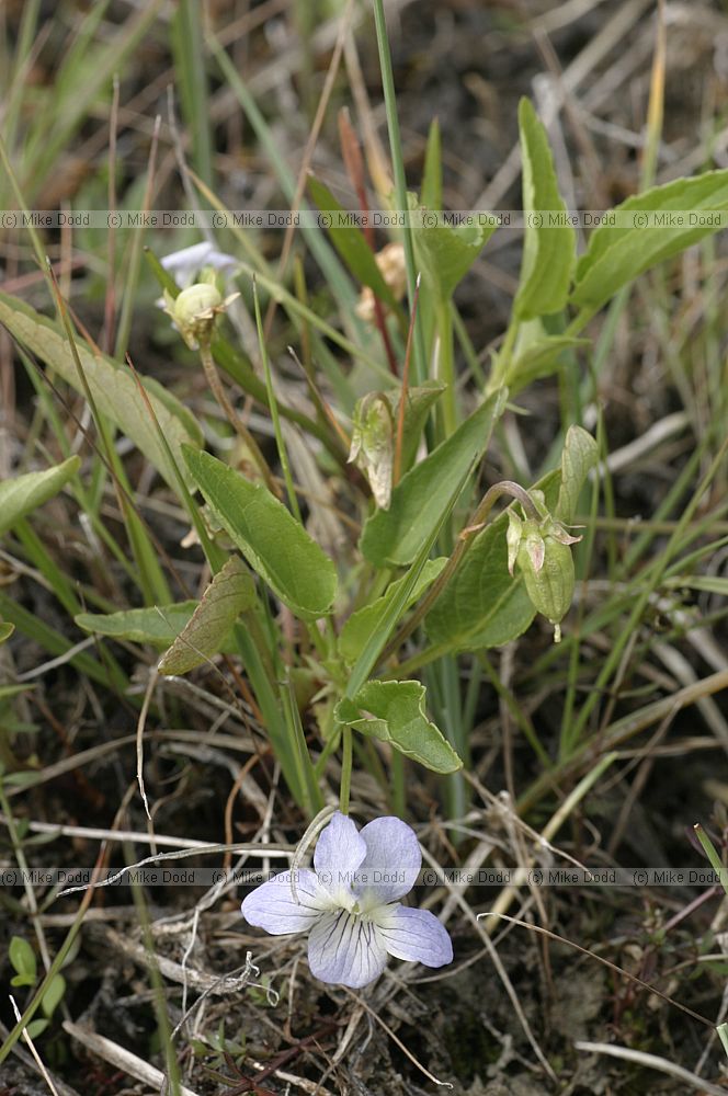Viola persicifolia Fen violet (check)