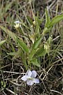 Viola persicifolia Fen violet (check)